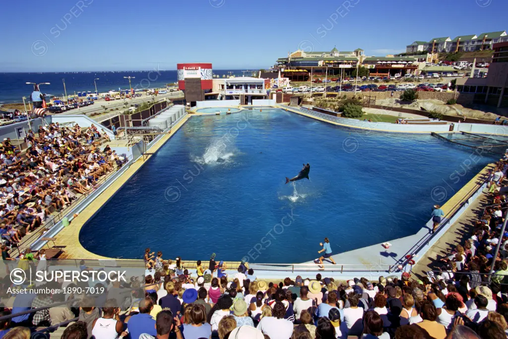 Dolphins show, Oceanarium, Port Elizabeth, South Africa, Africa