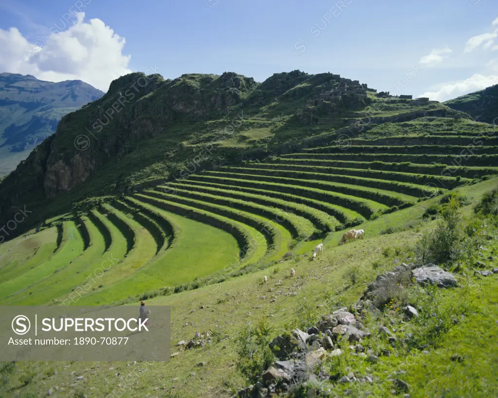 Inca terrace still in use, Pisac, near Cuzco, Peru, South America