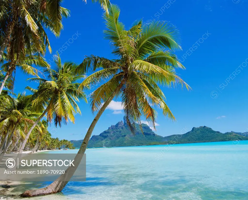 Palm trees and beach, Bora Bora, Tahiti, Society Islands, French Polynesia, Pacific