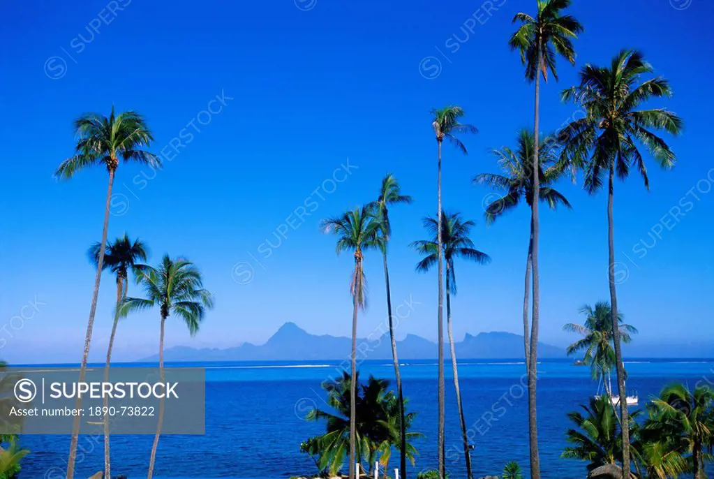 Palm trees and island, Tahiti, Society Islands, French Polynesia, South Pacific Islands, Pacific