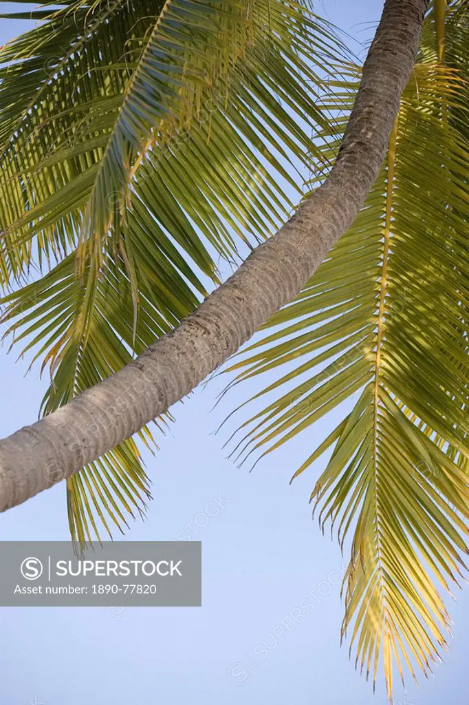 Palm Tree, Maldives