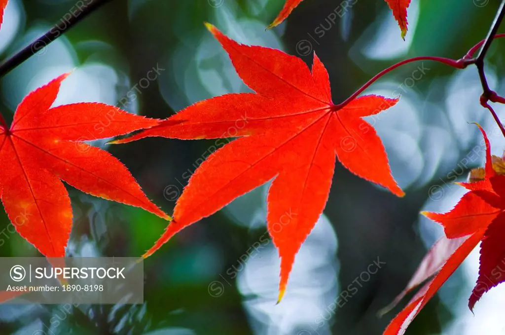 A bright red acer leaf in autumn, United Kingdom, Europe