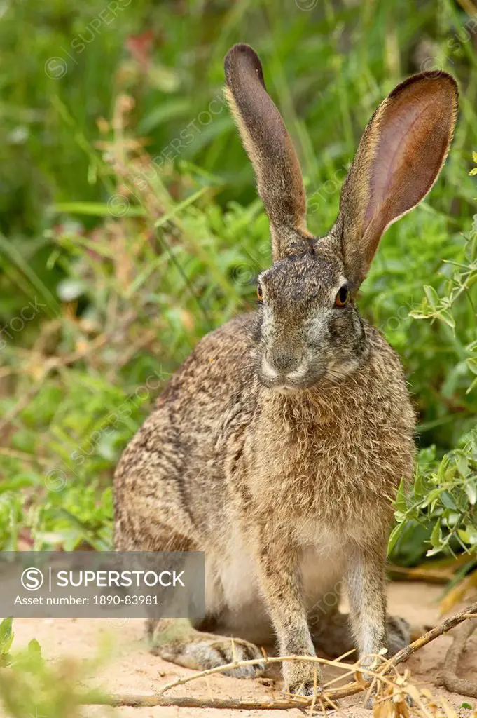 African hare Cape hare brown hare Lepus capensis, Addo Elephant National Park, South Africa, Africa