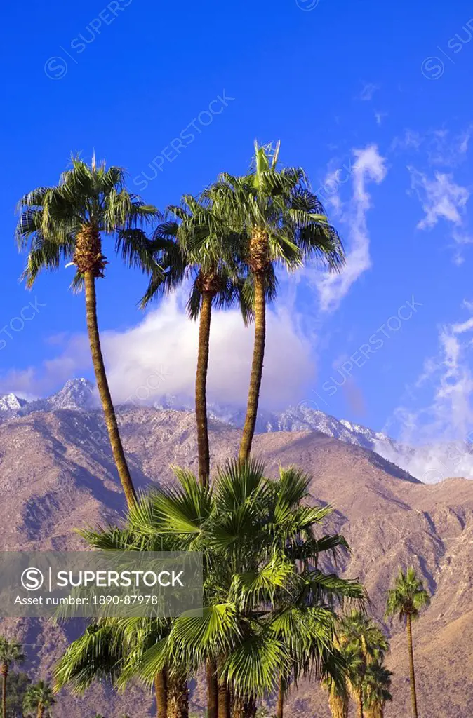 Palm trees with San Jacinto Peak in background, Palm Springs, California, United States of America, North America