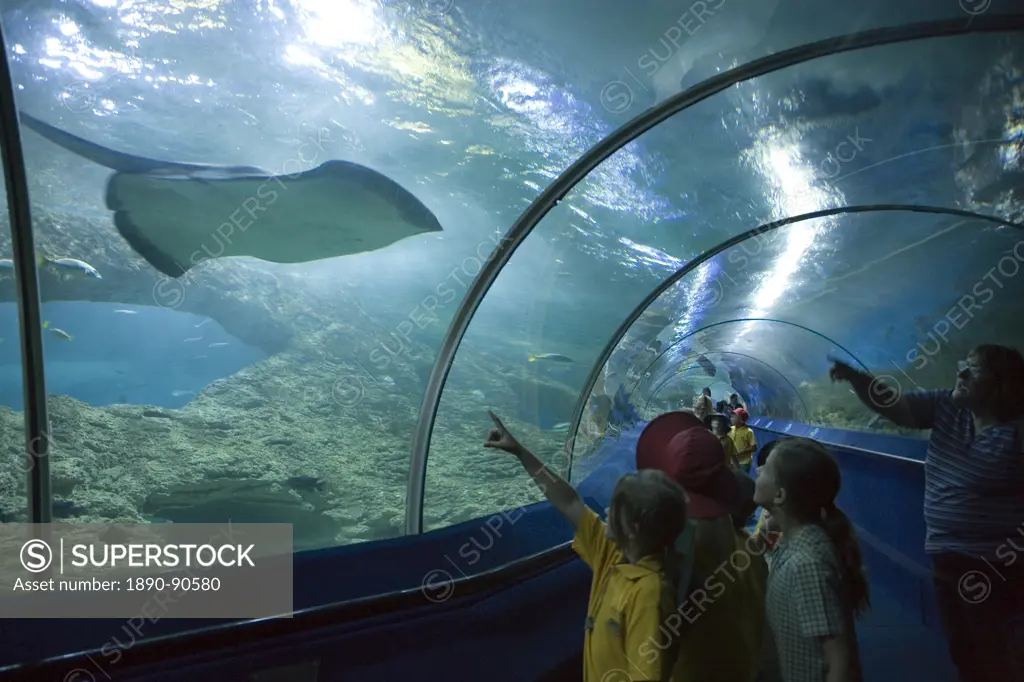 Children looking at a stingray, Aquarium of Western Australia, Perth, Western Australia, Pacific