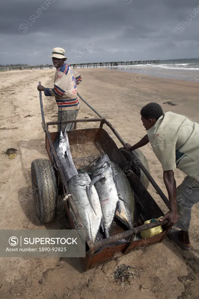 Fishermen with their catch, Malindi, Kenya, East Africa, Africa