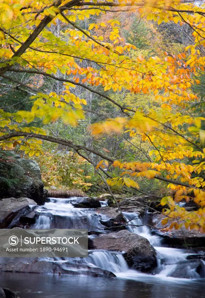Colorful autumn foliage above cascading water in Mad River near Granville, Vermont, New England, United States of America, North America