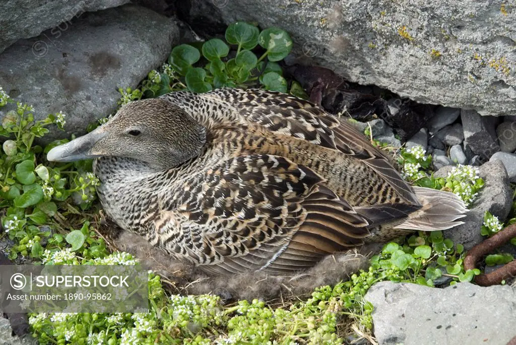 Eider duck sitting on nest made of eider down, Vigur Island, Isafjordur, Iceland, Polar Regions