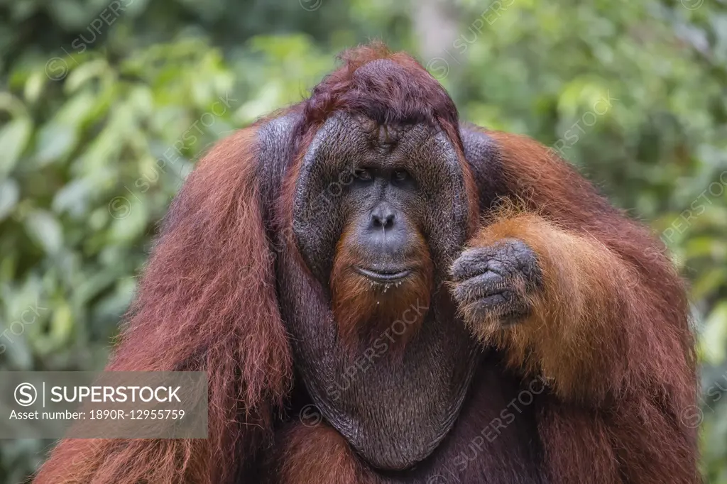 Reintroduced flanged male orangutan (Pongo pygmaeus), Camp Leakey, Tanjung Puting National Park, Borneo, Indonesia, Southeast Asia, Asia