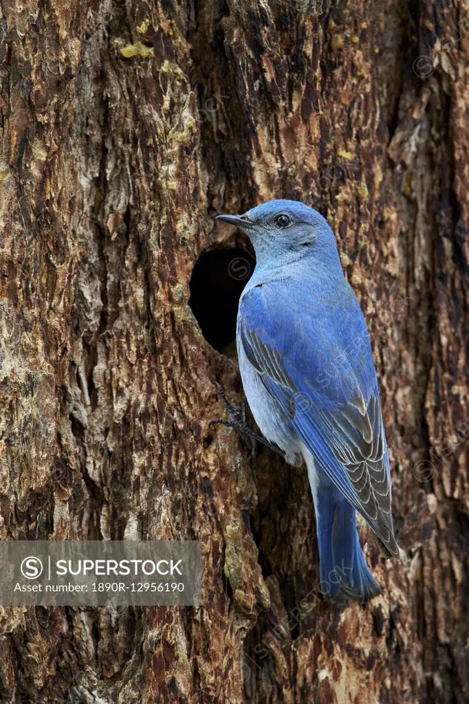 Mountain bluebird (Sialia currucoides), male at nest cavity, Yellowstone National Park, Wyoming, United States of America, North America