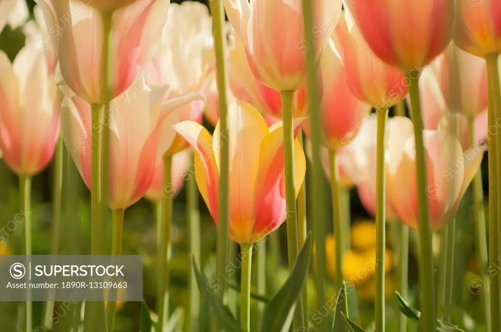 Field of Dutch tulips near Amsterdam, The Netherlands, Europe