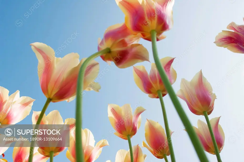 Field of Dutch tulips near Amsterdam, The Netherlands, Europe