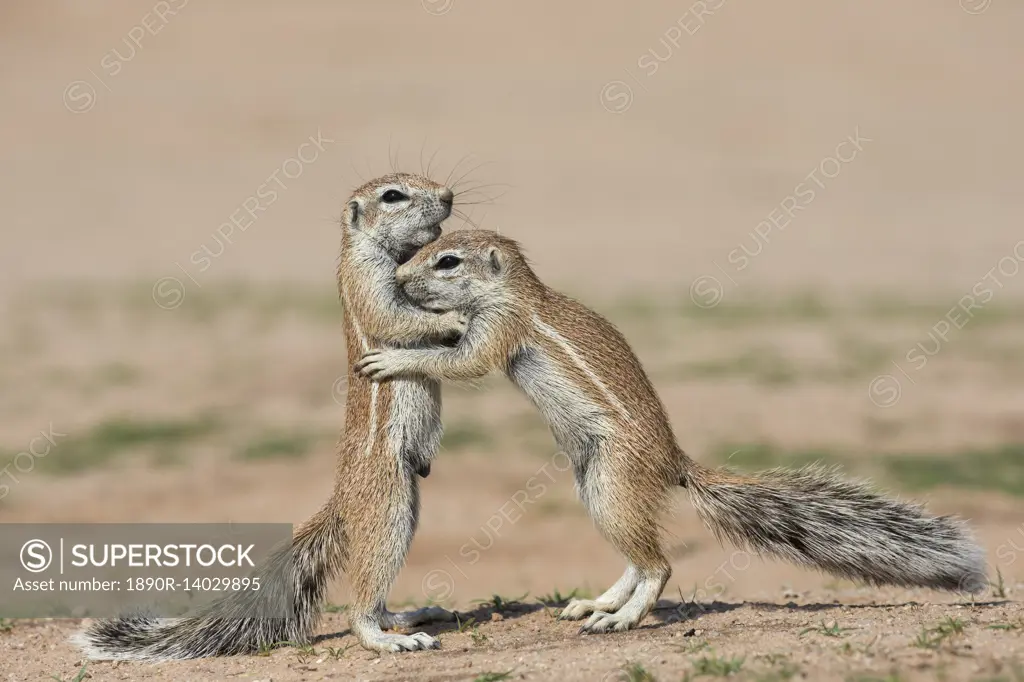 Young ground squirrels (Xerus inauris), Kgalagadi Transfrontier Park, Northern Cape, South Africa, Africa