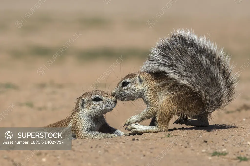 Ground squirrels (Xerus inauris), Kgalagadi Transfrontier Park, Northern Cape, South Africa, Africa