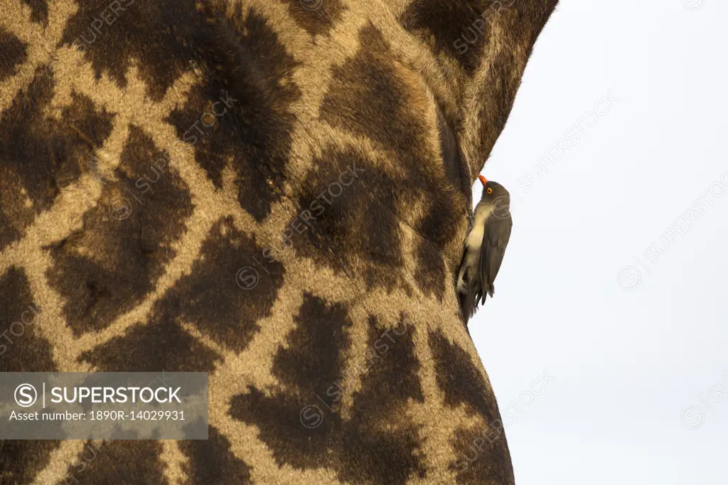 Giraffe (Giraffa camelopardalis) with redbilled oxpecker, Kruger National Park, South Africa, Africa