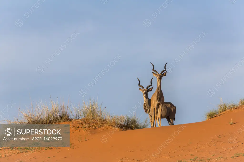 Greater kudu (Tragelaphus strepsiceros) on dunes, Kgalagadi Transfrontier Park, Northern Cape, South Africa, Africa