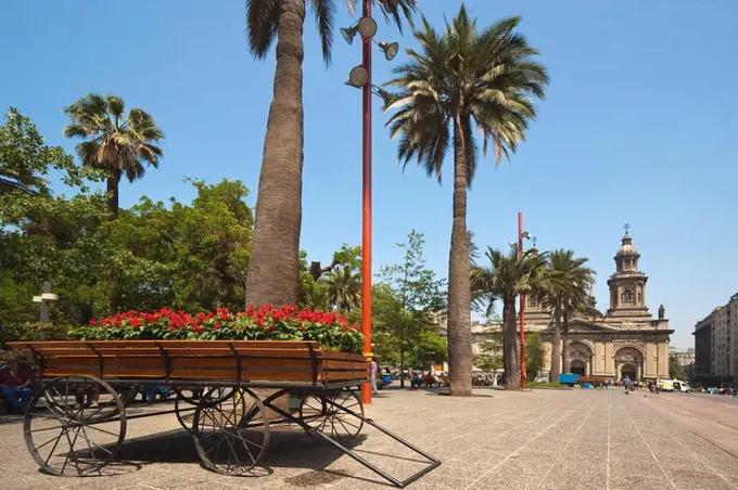 Flowers, trees and the Metropolitan Cathedral dating from 1745, on the Plaza de Armas, Santiago, Chile, South America