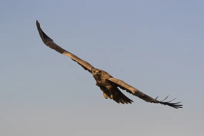 Tawny eagle (Aquila rapax), Zimanga private game reserve, KwaZulu-Natal, South Africa, Africa