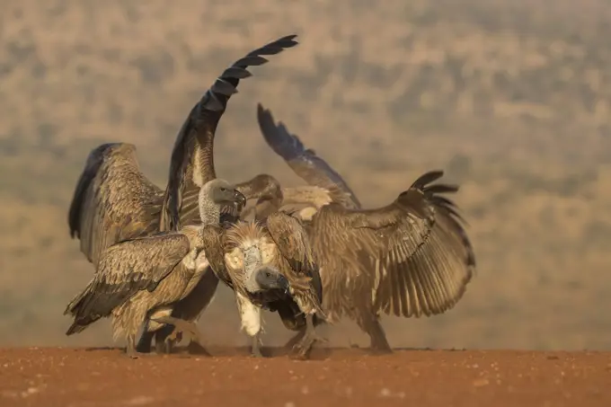 Whitebacked vulture (Gyps africanus) fighting over food, Zimanga private game reserve, KwaZulu-Natal, South Africa, Africa