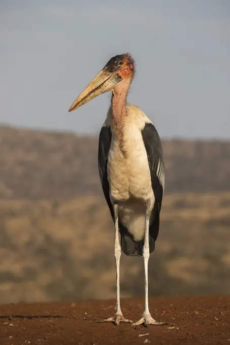 Marabou (Leptoptilos crumenifer), Zimanga private game reserve, KwaZulu-Natal, South Africa, Africa