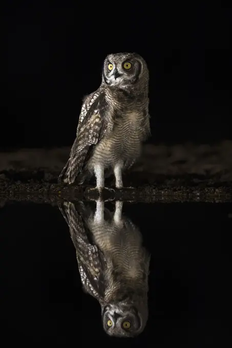 Spotted eagle owl (Bubo africanus) at night, Zimanga private game reserve, KwaZulu-Natal, South Africa,, Africa