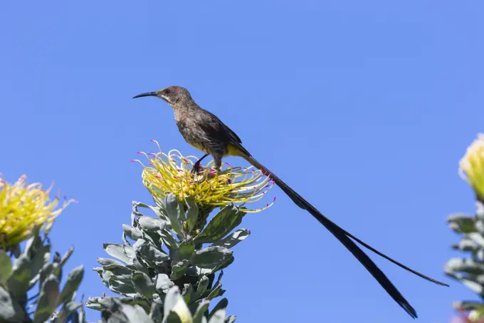 Cape sugarbird (Promerops cafer), Kirstenbosch National Botanical Garden, Cape Town, South Africa, Africa