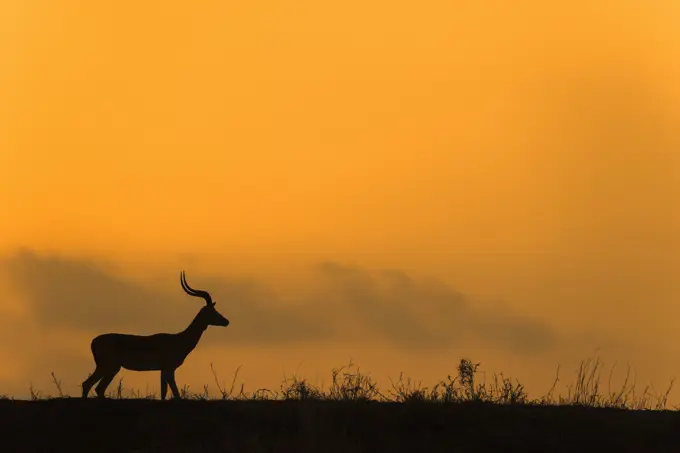 Impala (Aepyceros melampus) at dusk, Zimanga game reserve, KwaZulu-Natal, South Africa, Africa