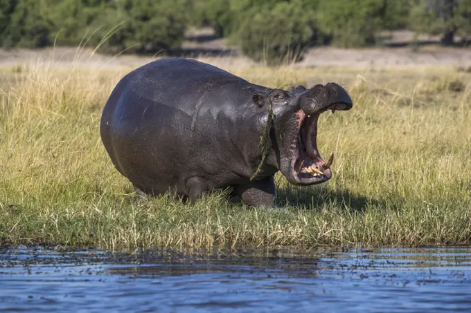 Hippo (Hippopotamus amphibius), Chobe National Park, Botswana, Africa