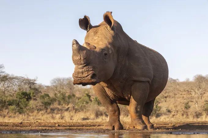 White rhino (Ceratotherium simum) bull at water, Zimanga private game reserve, KwaZulu-Natal, South Africa, Africa