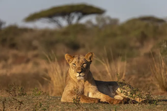 Lioness (Panthera leo), Zimanga private game reserve, KwaZulu-Natal, South Africa, Africa