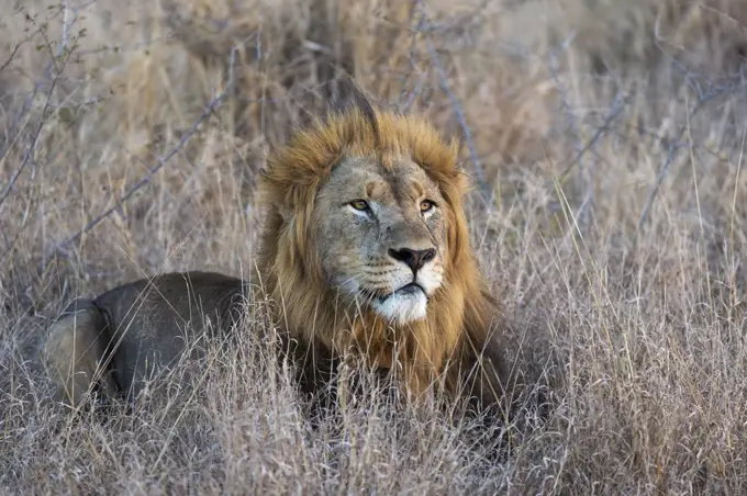 Lion (Panthera leo), Zimanga private game reserve, KwaZulu-Natal, South Africa, Africa