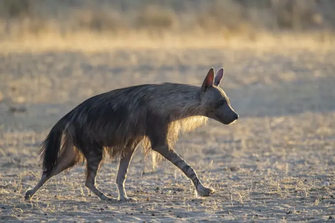 Brown hyaena (Hyaena brunnea), Kgalagadi Transfrontier Park, South Africa, Africa