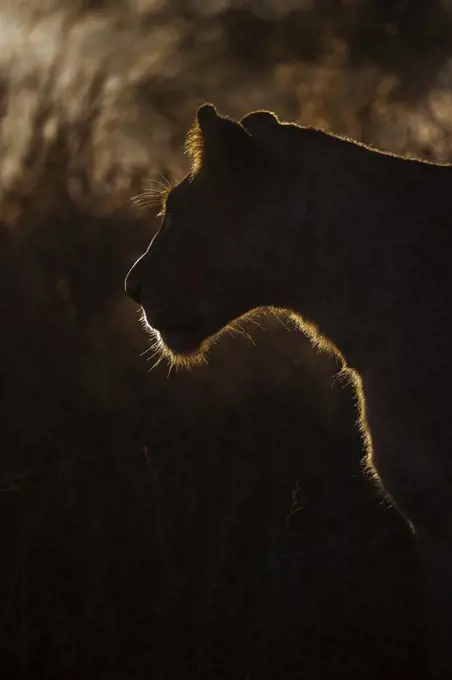 Lioness (Panthera leo), Zimanga private game reserve, KwaZulu-Natal, South Africa, Africa