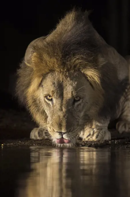 Lion (Panthera leo) drinking at night, Zimanga private game reserve, KwaZulu-Natal, South Africa, Africa