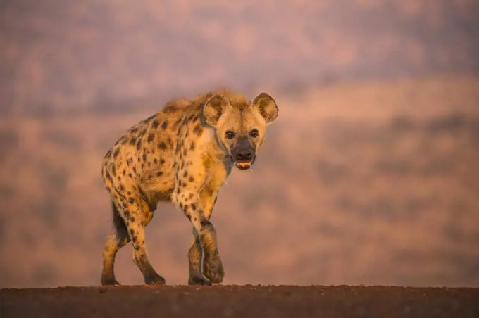 Spotted hyena (Crocuta crocuta), Zimanga private game reserve, KwaZulu-Natal, South Africa, Africa