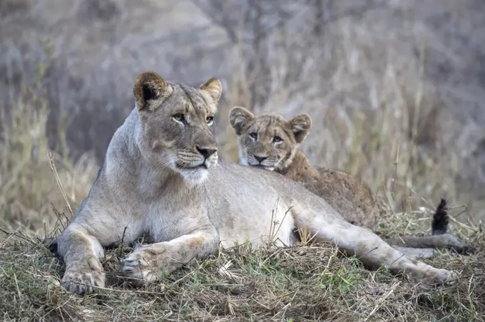 Lioness (Panthera leo) with cub, Zimanga private game reserve, KwaZulu-Natal, South Africa, Africa