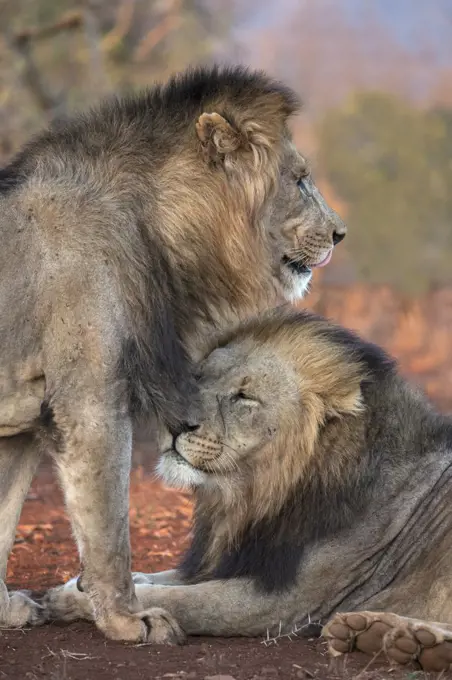 Lion (Panthera leo) brothers, Zimanga private game reserve, KwaZulu-Natal, South Africa, Africa