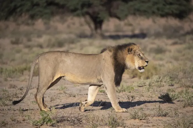 Lion (Panthera leo) male, Kgalagadi Transfrontier Park, South Africa, Africa