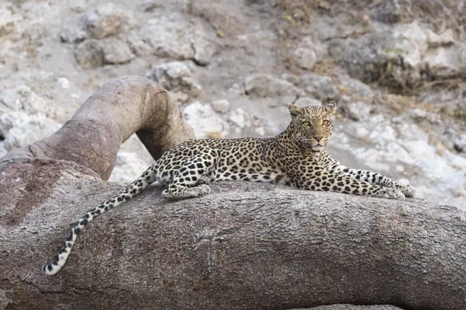 Leopard (Panthera pardus) female, Chobe National Park, Botswana, Africa