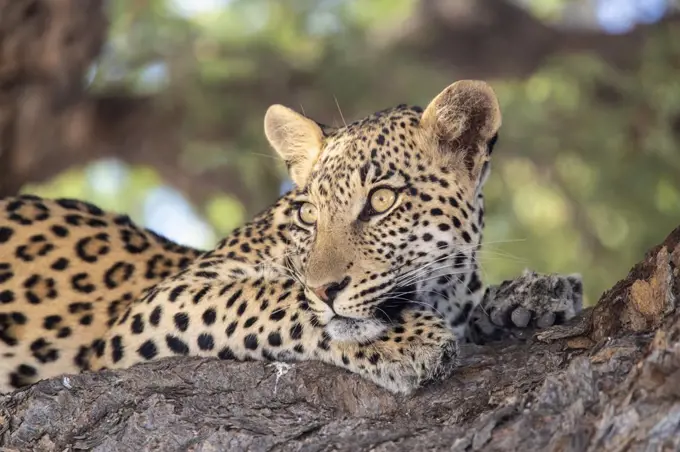 Leopard (Panthera pardus) female, Kgalagadi Transfrontier Park, South Africa, Africa