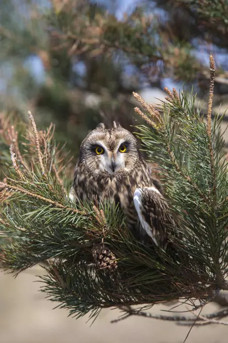 Short-eared owl (Asio flammeus) captive, Holy Island, Northumberland, England, United Kingdom, Europe