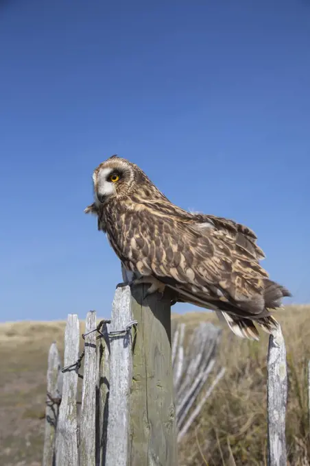 Short-eared owl (Asio flammeus) captive, Holy Island, Northumberland, England, United Kingdom, Europe