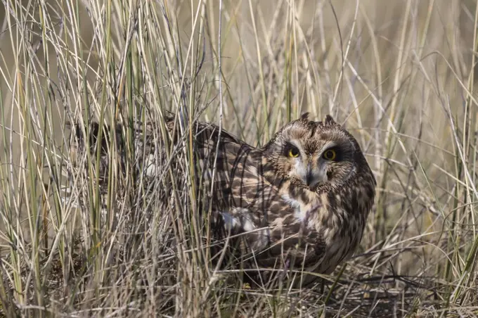 Short-eared owl (Asio flammeus) captive, Holy Island, Northumberland, England, United Kingdom, Europe