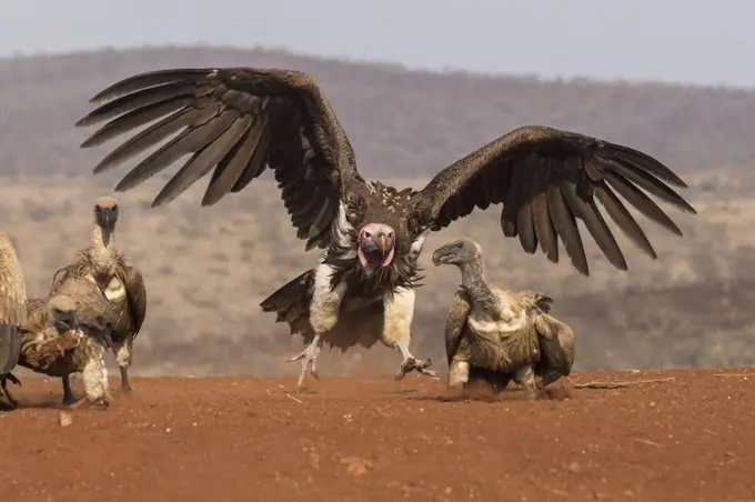 Lappetfaced vulture (Torgos tracheliotos) intimidating whitebacked vulture for food, Zimanga private game reserve, KwaZulu-Natal, South Africa, Africa