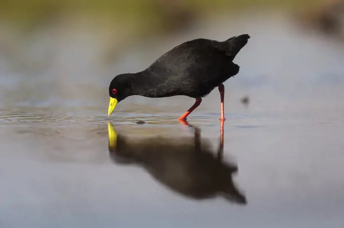 Black crake (Amaurornis flavirostra), Zimanga game reserve, KwaZulu-Natal, South Africa, Africa