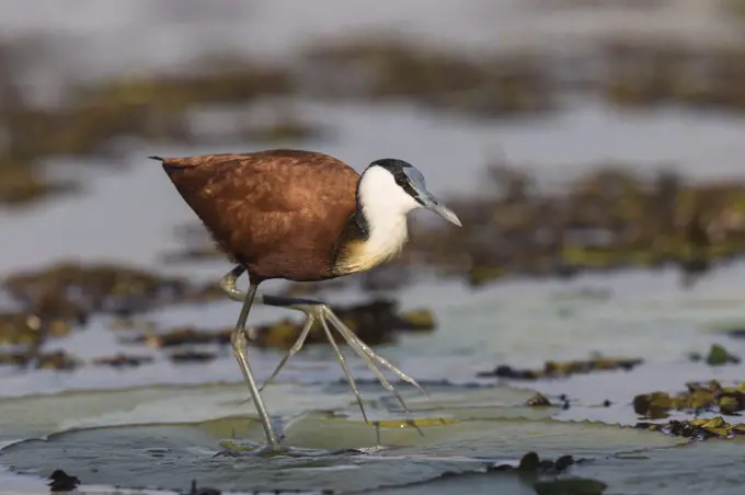 African jacana (Actophilornis africanus), Chobe River, Botswana, Africa