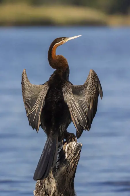 African darter (Anhinga rufa) drying wings, Chobe River, Botswana, Africa