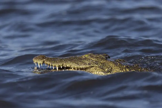 Nile crocodile (Crocodylus niloticus), Chobe River, Botswana, Africa