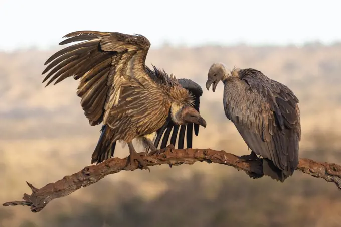 Whitebacked vultures (Gyps africanus), Zimanga private game reserve, KwaZulu-Natal, South Africa, Africa