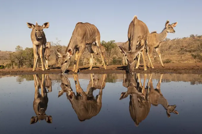 Greater kudu (Tragelaphus strepsiceros) at water, Zimanga private game reserve, KwaZulu-Natal, South Africa, Africa